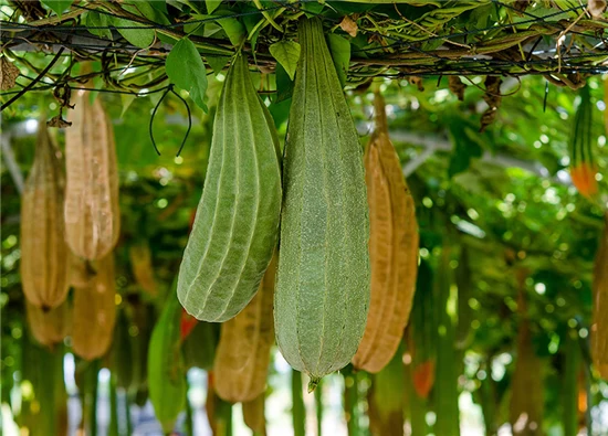 Afwas spons Loofco 2 Stuks