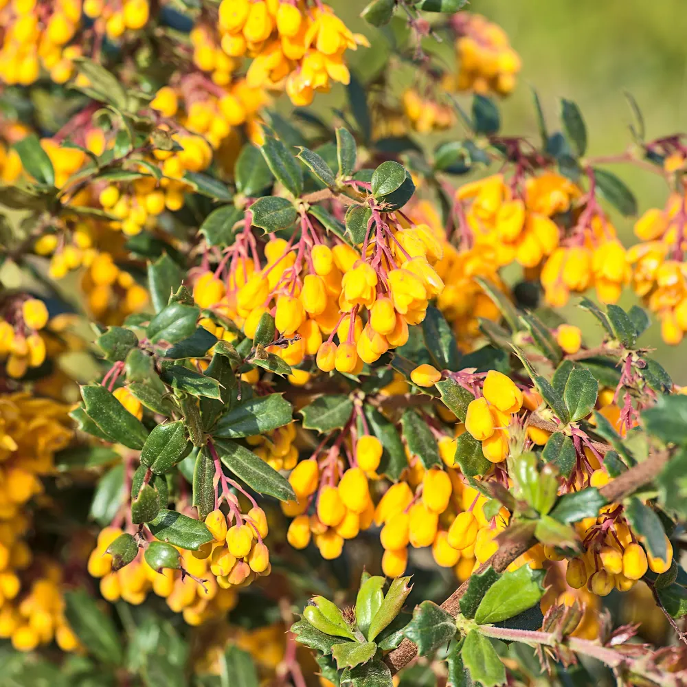 Darwins berberis 1778139093