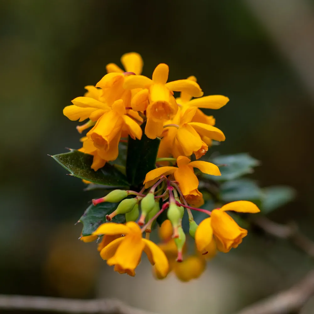 Darwins berberis 1778139093
