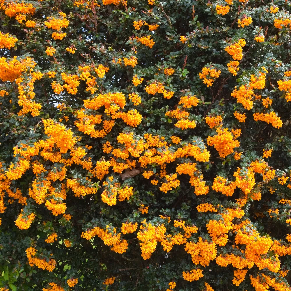 Darwins berberis 1778139093