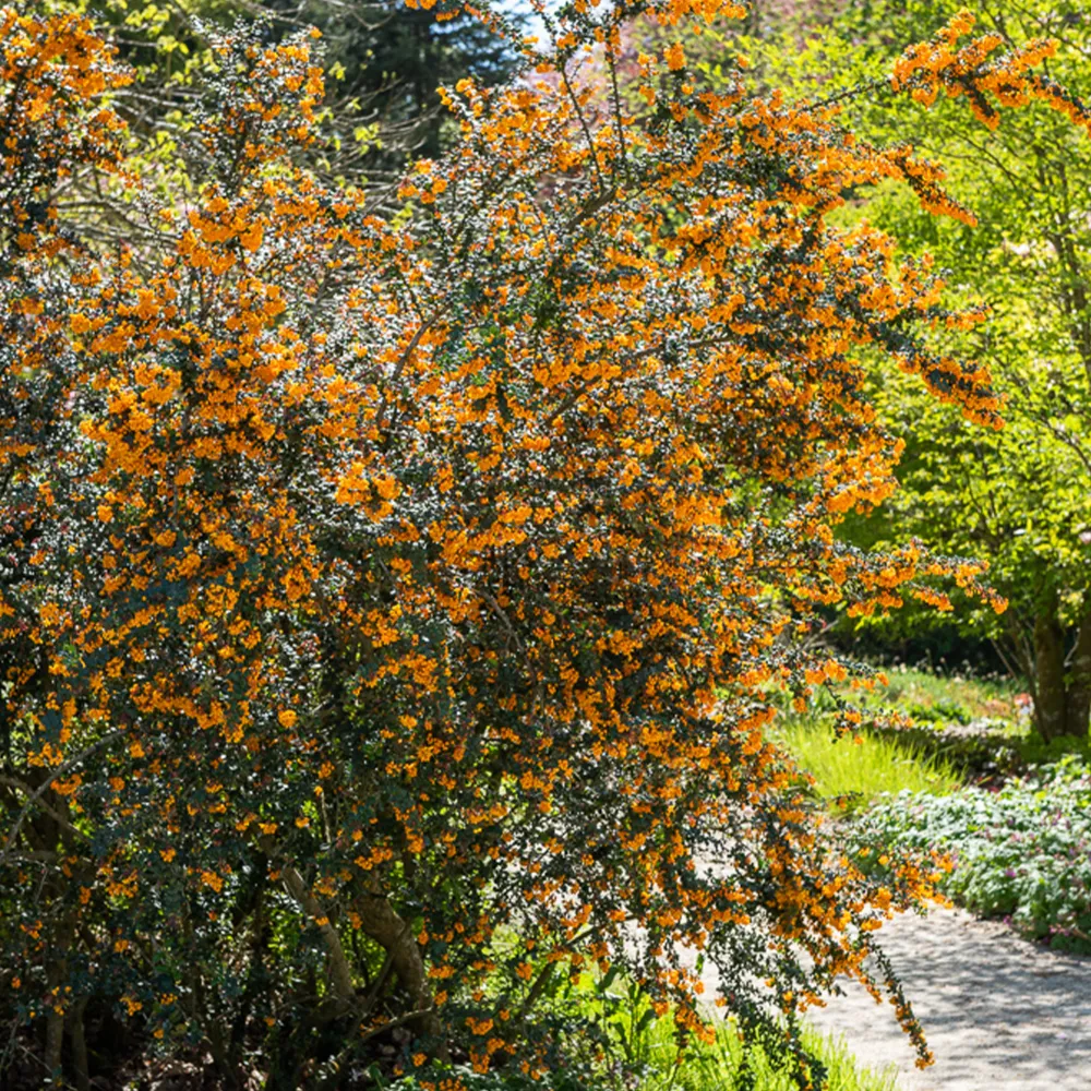 Darwins berberis 1778139093