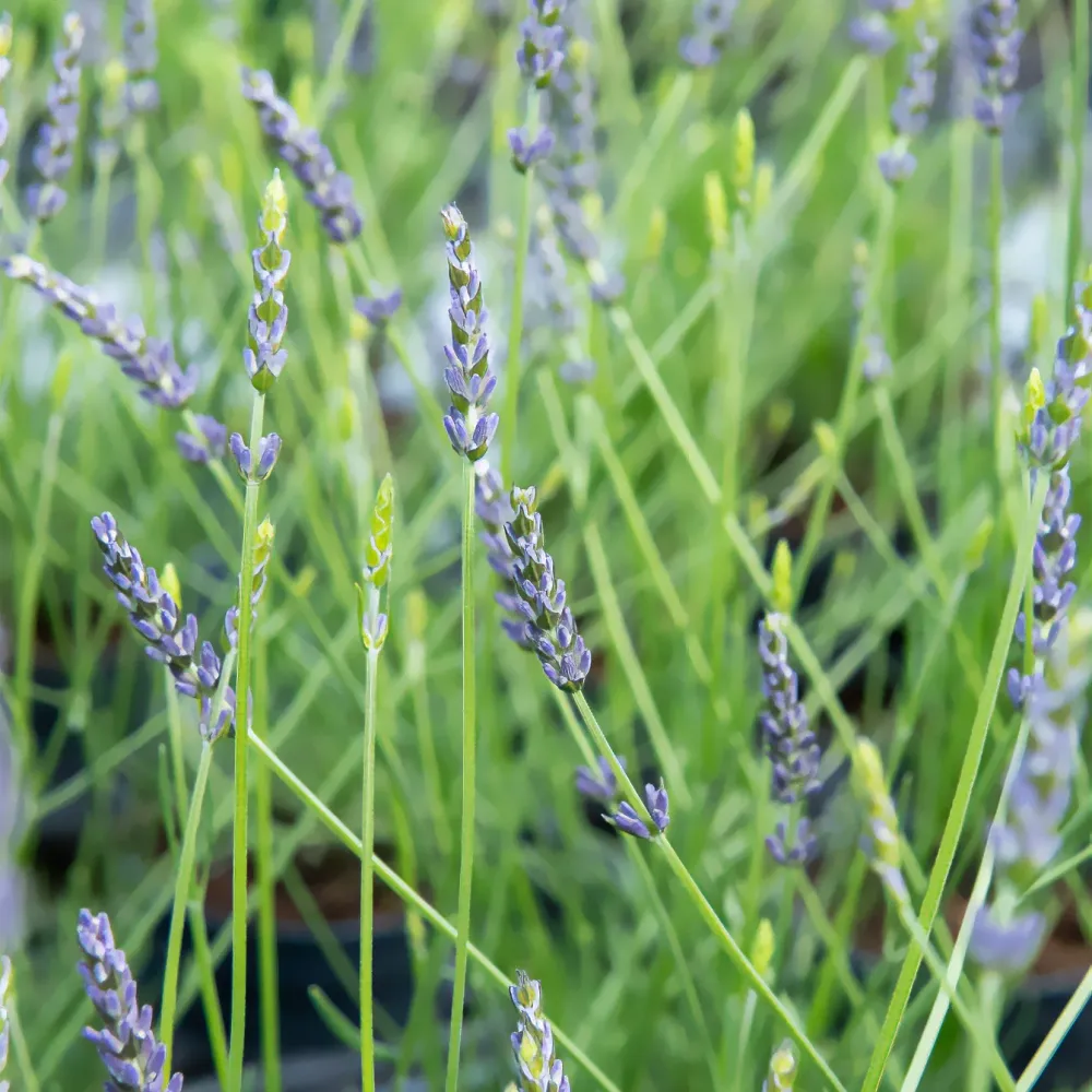 Lavendel x intermedia Phenomenal® Niko 1777990350