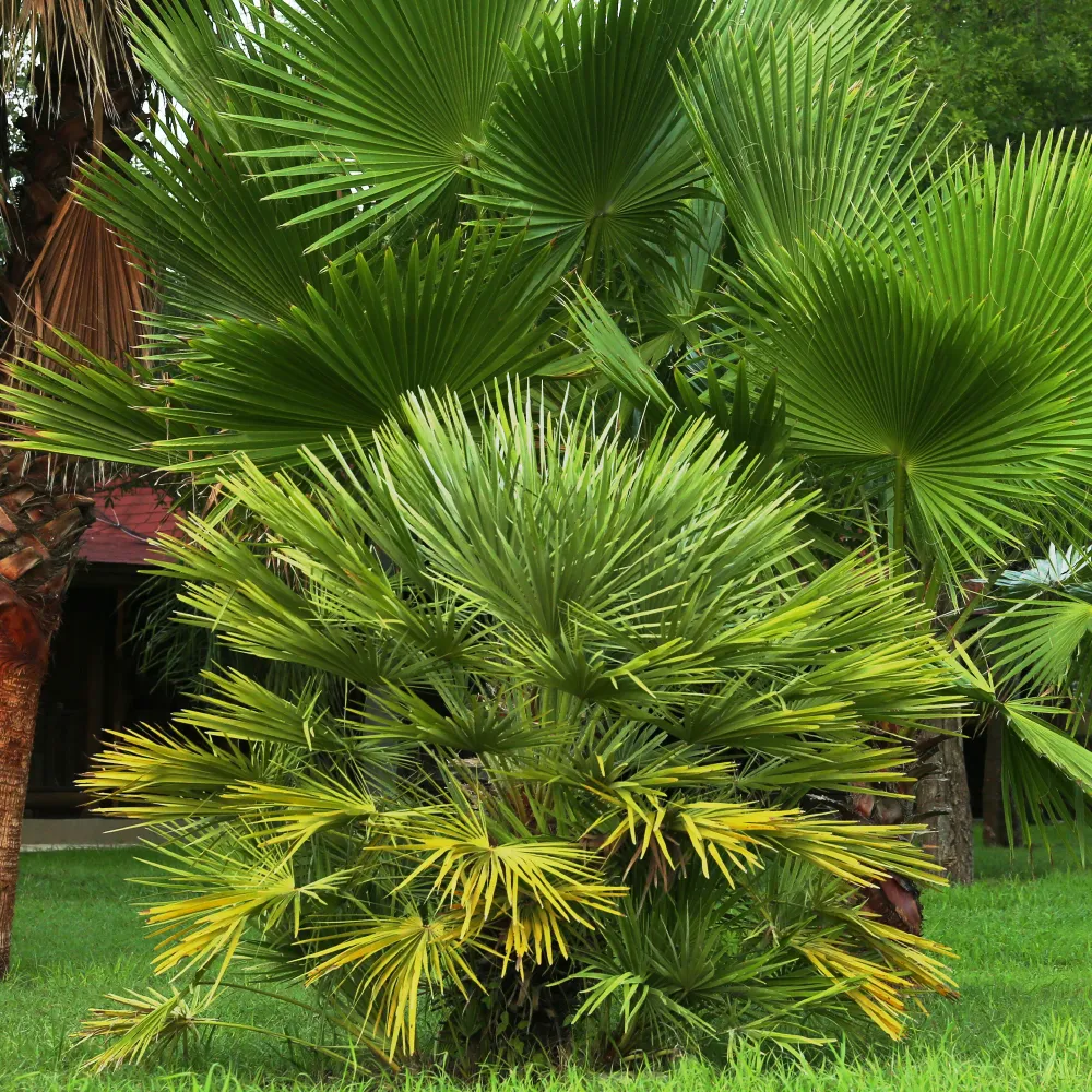 Dwerg sabal - Dwerg waaierpalm 1778139093