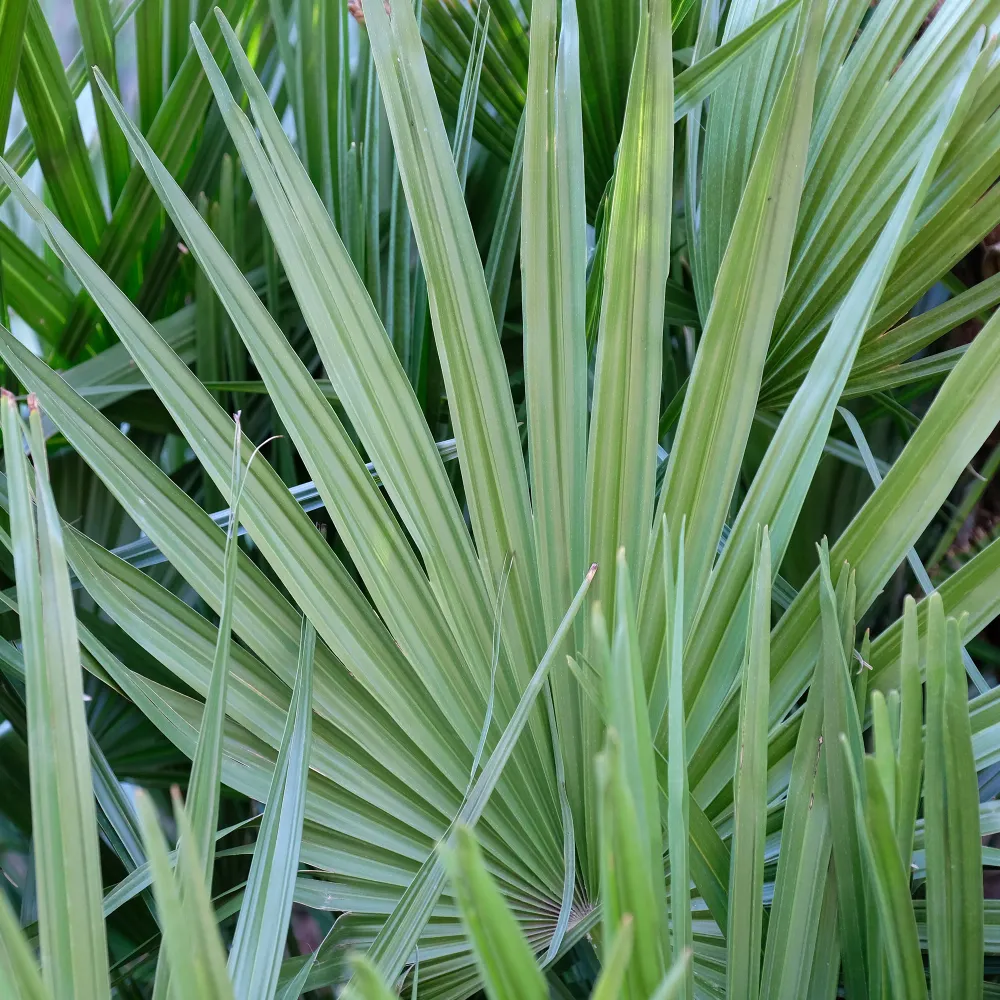 Dwerg sabal - Dwerg waaierpalm 1778139093