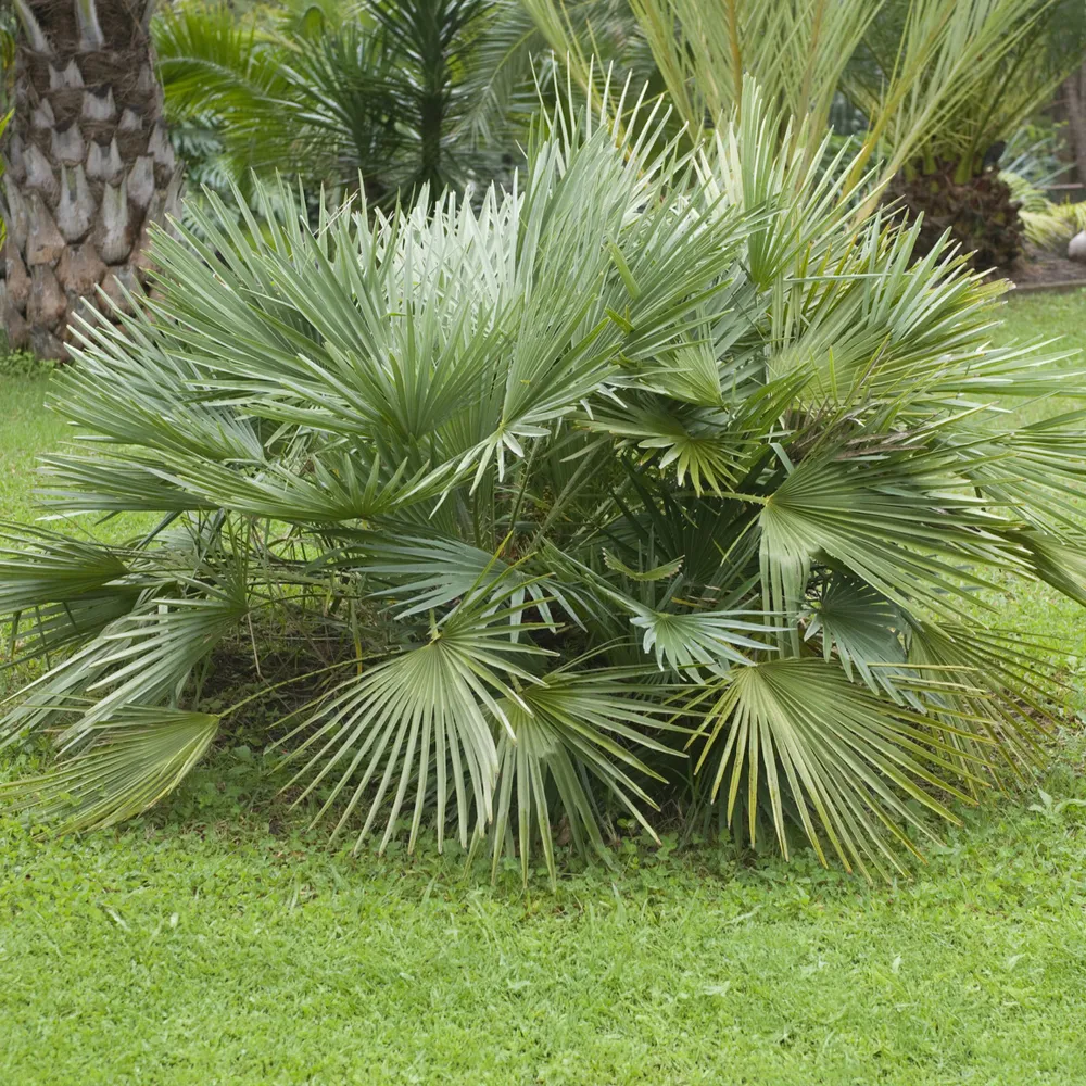Dwerg sabal - Dwerg waaierpalm 1778139093