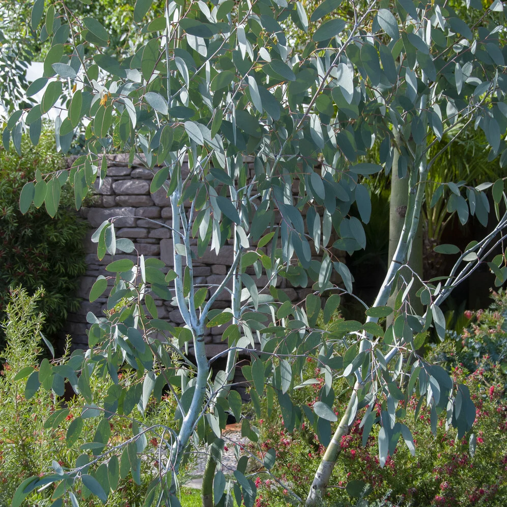 Eucalyptus Blue Ice 1778139093