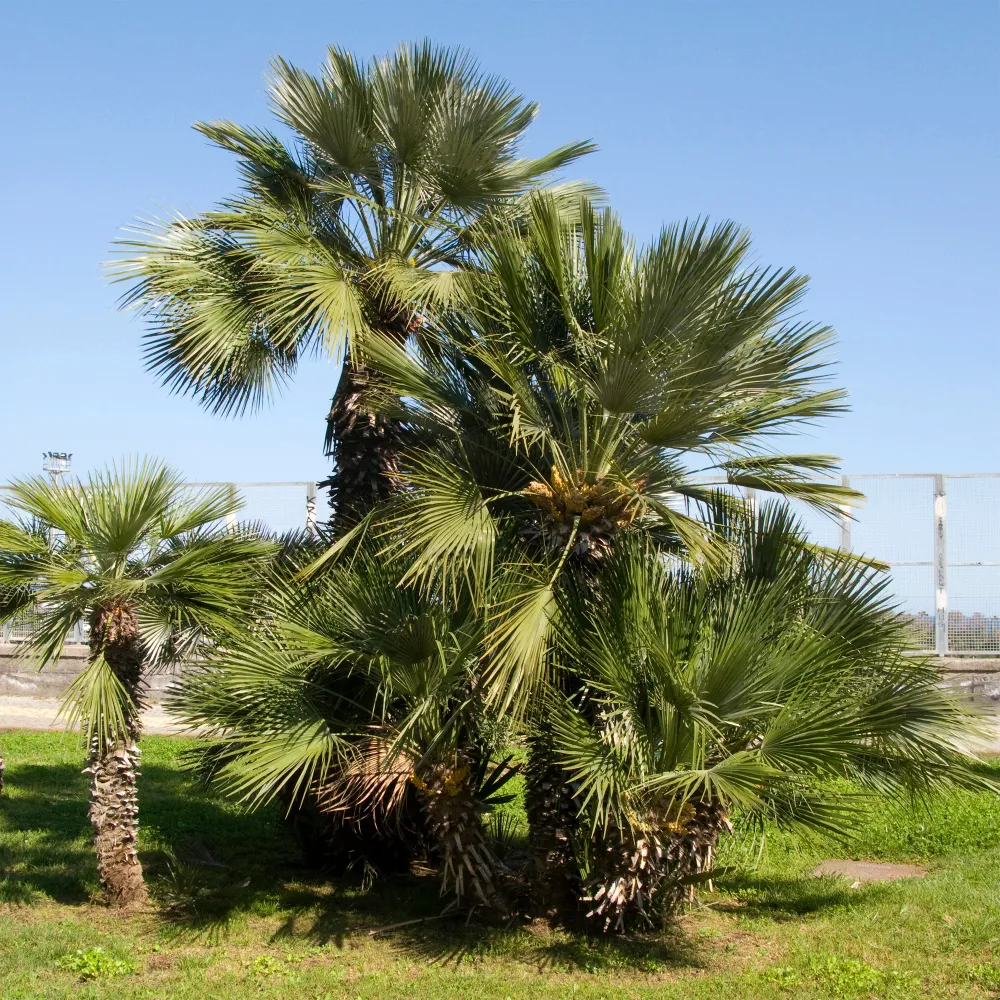 Tuin palmboom 1778139093