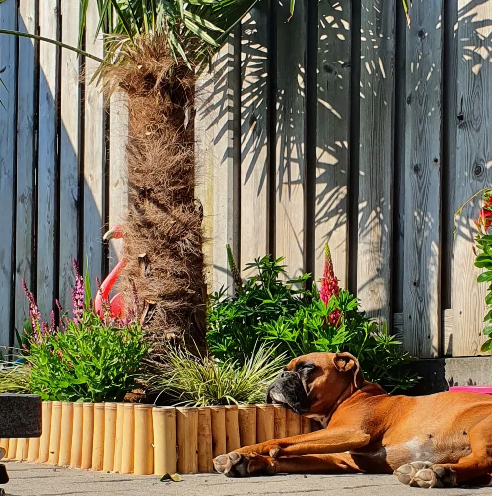 Bamboe Border Naturel op rol - Moso - 200 x 45