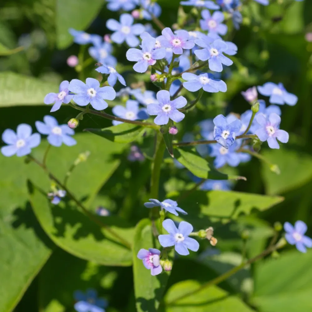 12x Brunnera macrophylla - ↕10-25cm - Ø9cm