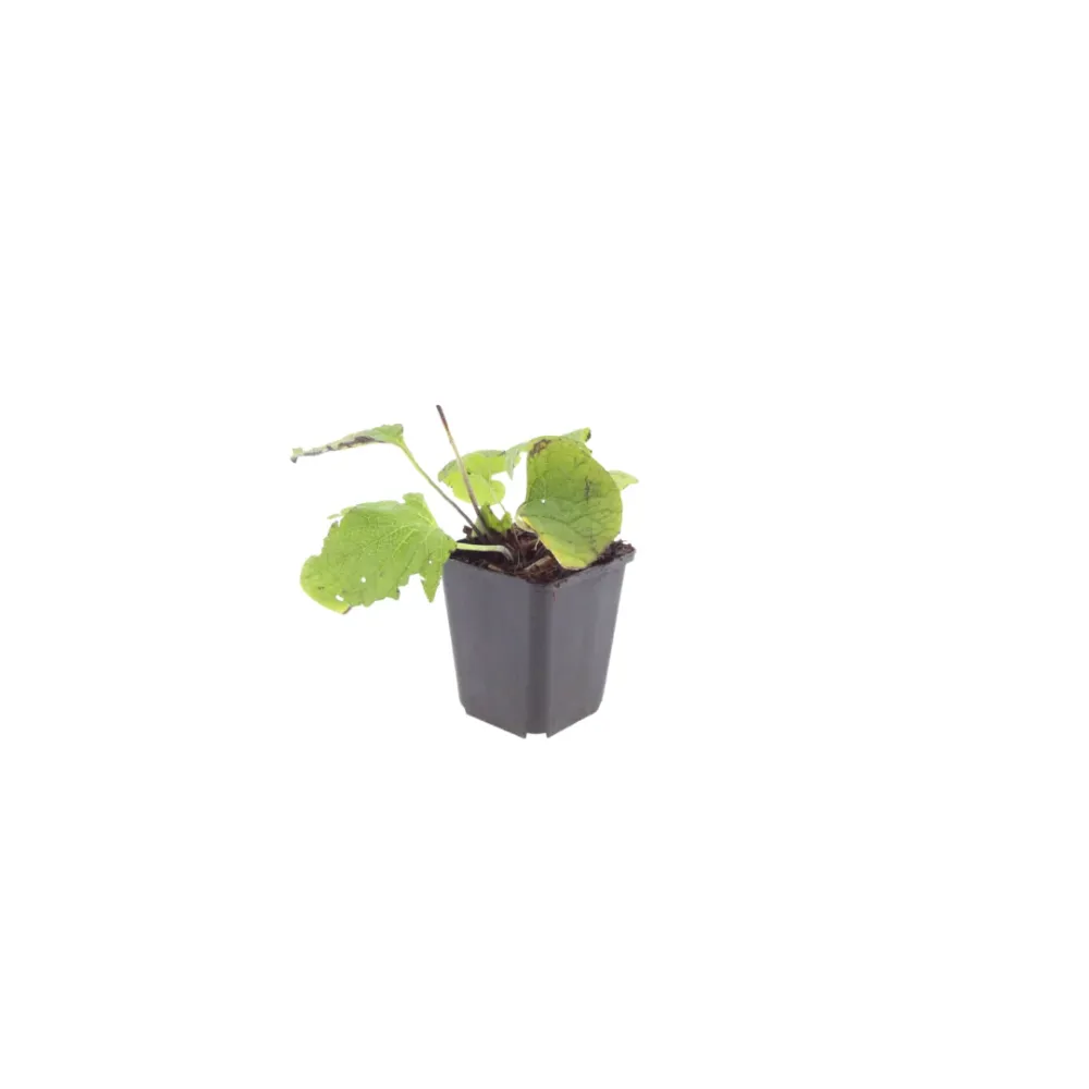 12x Brunnera macrophylla - ↕10-25cm - Ø9cm