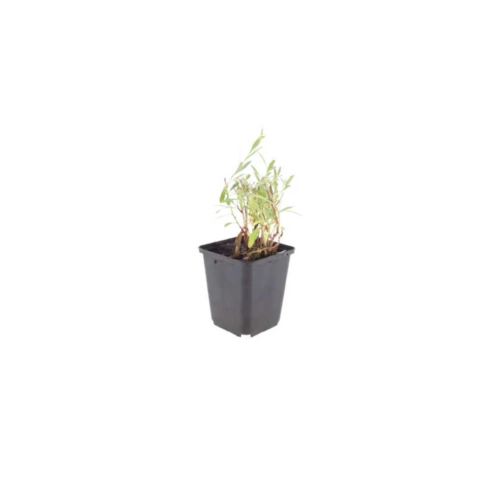12x Gaura lindheimeri - ↕10-25cm - Ø9cm