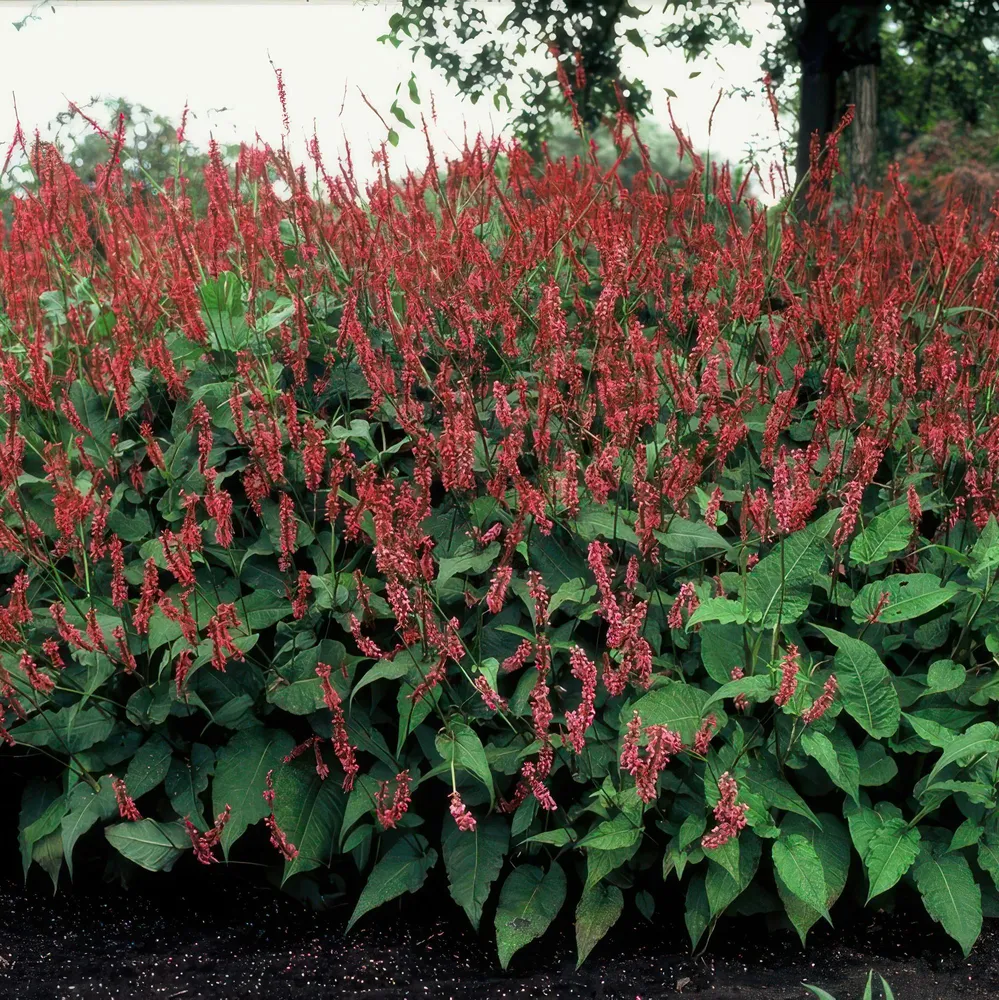 12x Persicaria amplexicaulis - ↕10-25cm - Ø9cm
