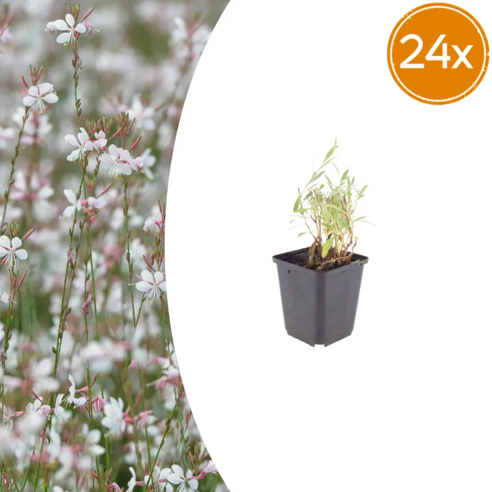 24x Gaura lindheimeri - ↕10-25cm - Ø9cm