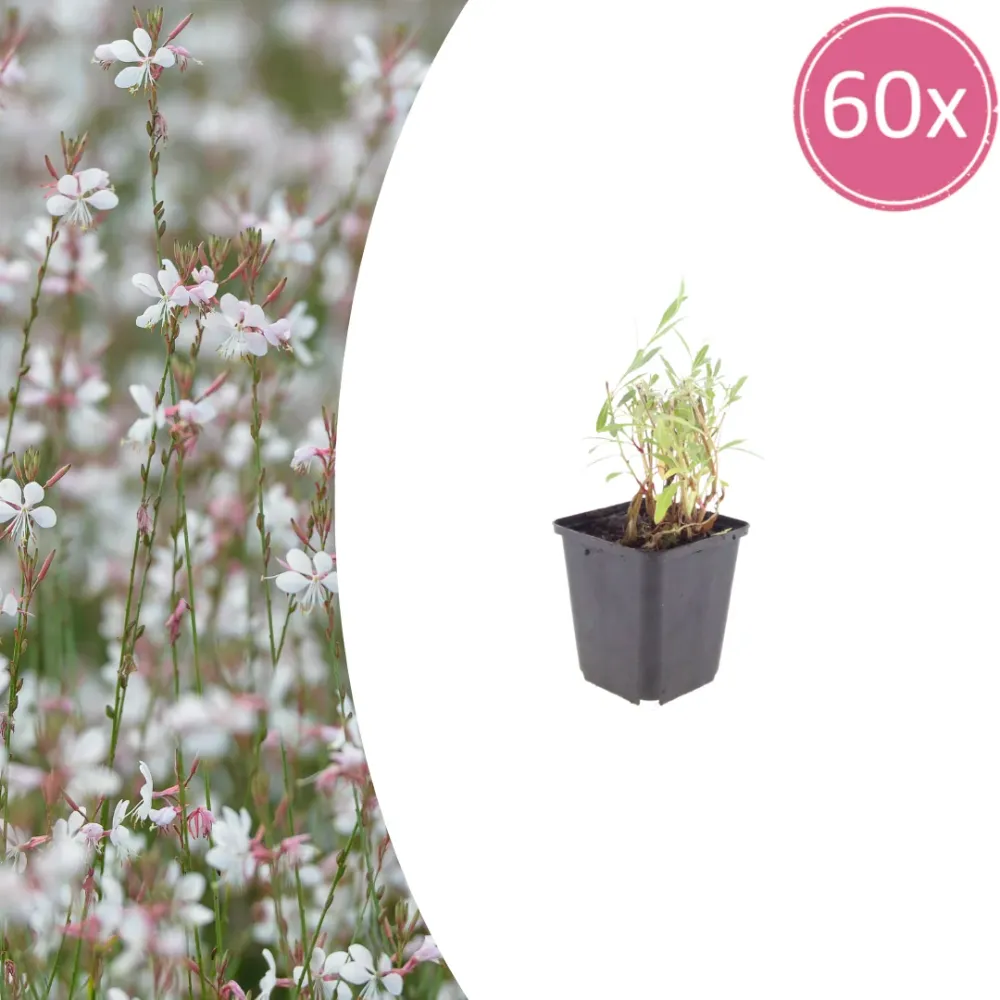60x Gaura lindheimeri - ↕10-25cm - Ø9cm