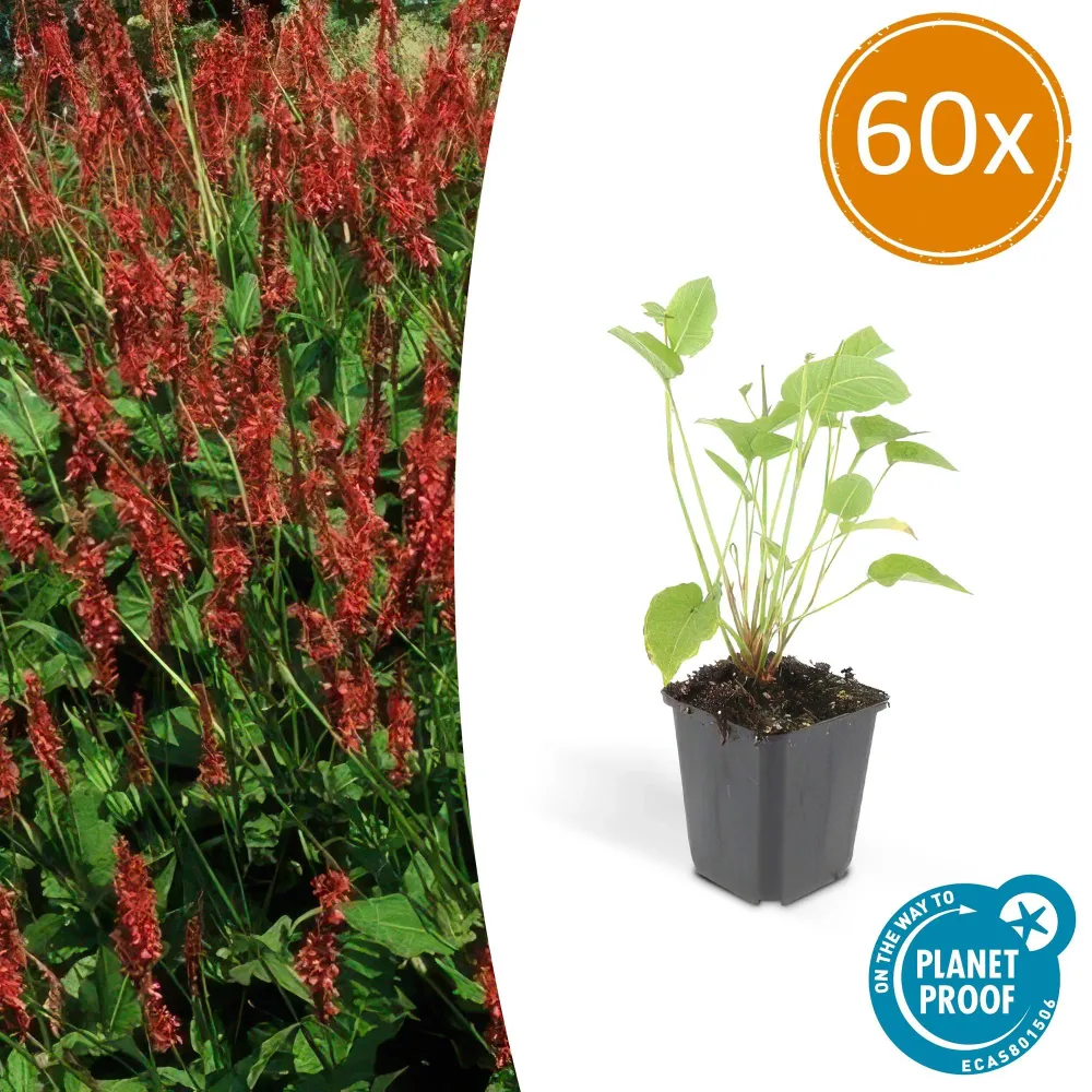 60x Persicaria amplexicaulis - ↕10-25cm - Ø9cm