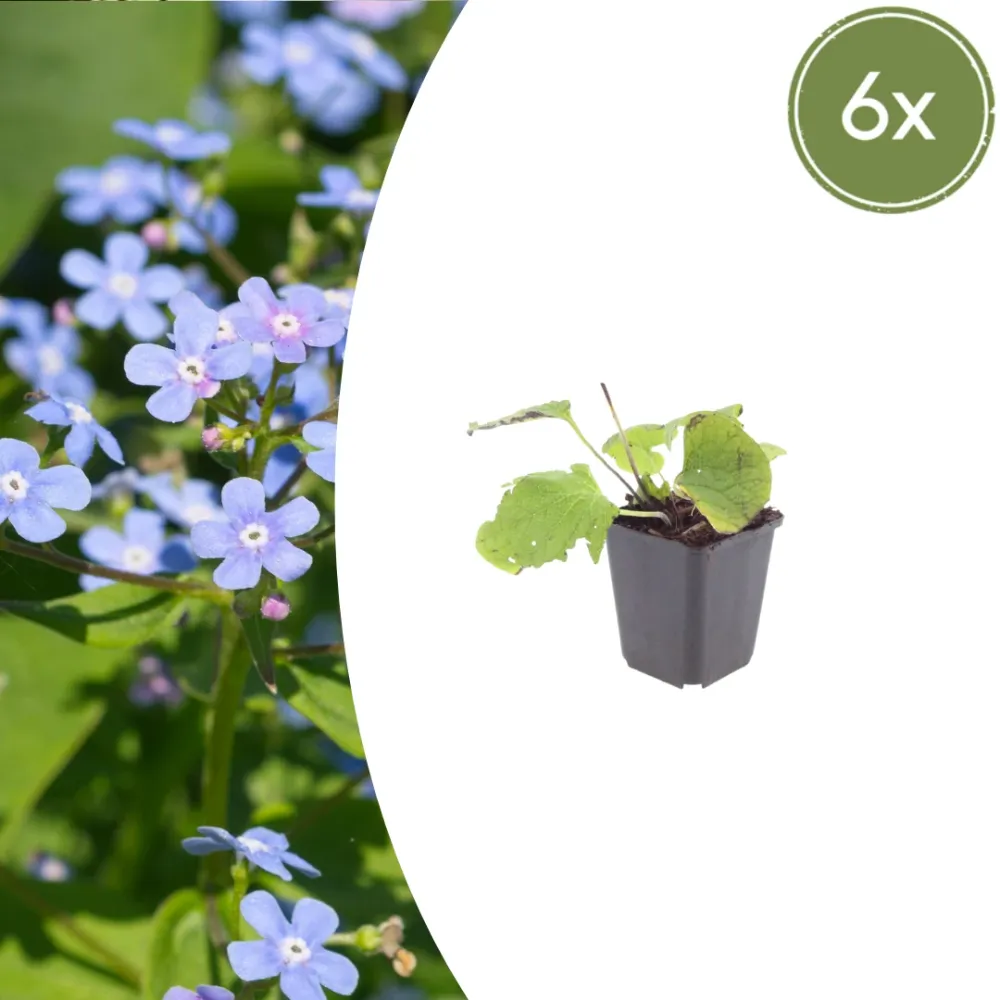 6x Brunnera macrophylla - ↕10-25cm - Ø9cm