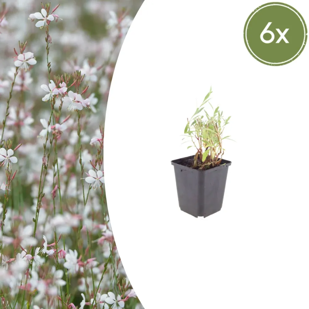 6x Gaura lindheimeri - ↕10-25cm - Ø9cm