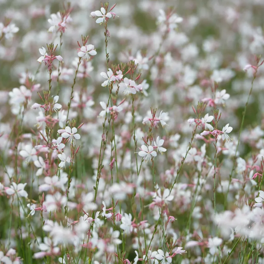6x Gaura lindheimeri - ↕10-25cm - Ø9cm