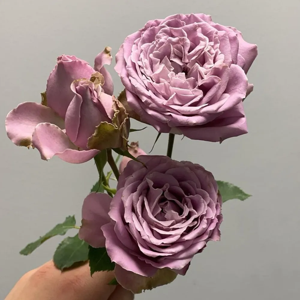 Japanse roos Princess Kaori (Fragrant)