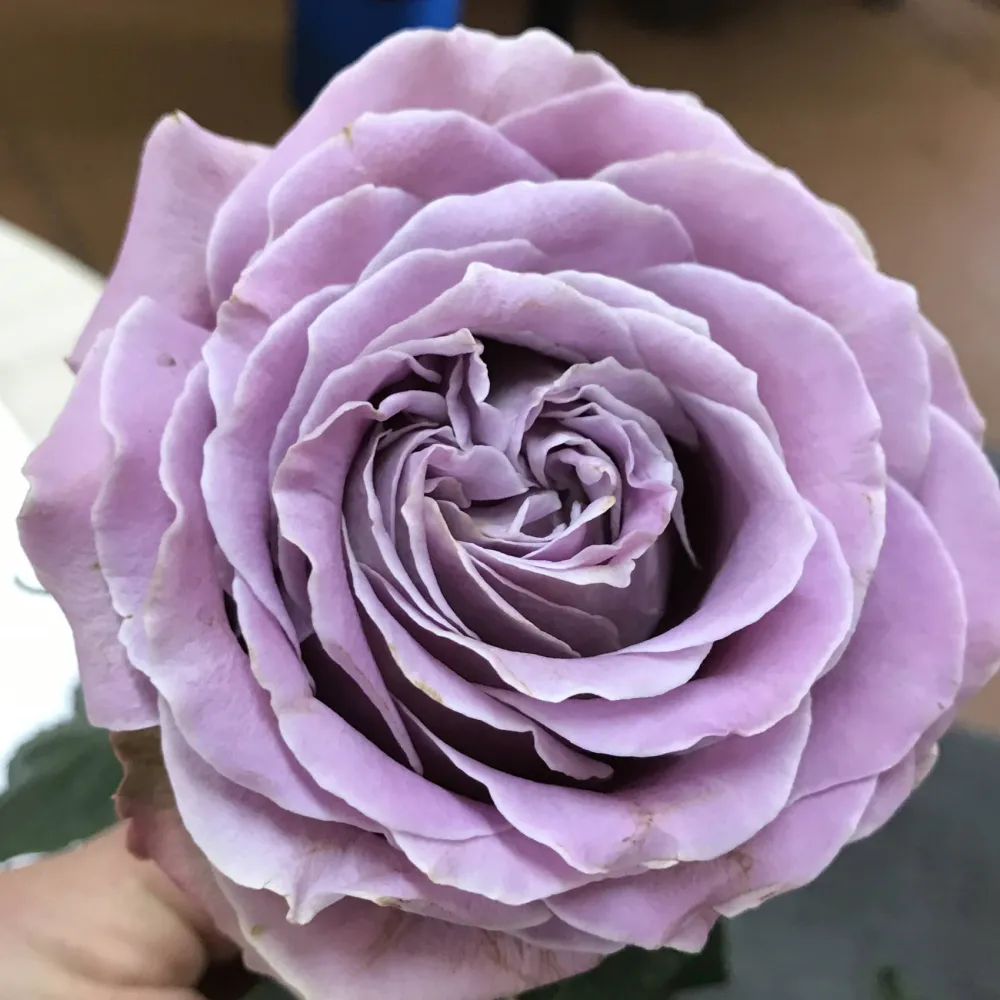 Japanse roos Princess Kaori (Fragrant)