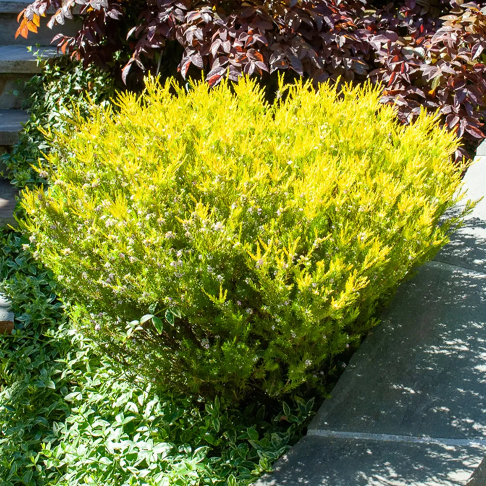 Diosma Sunset Gold 1776839342