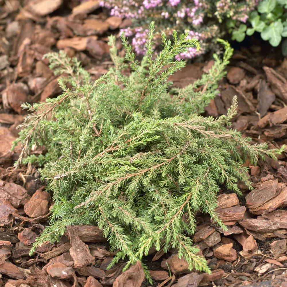 Gewone jeneverbes Green Carpet 1778059577