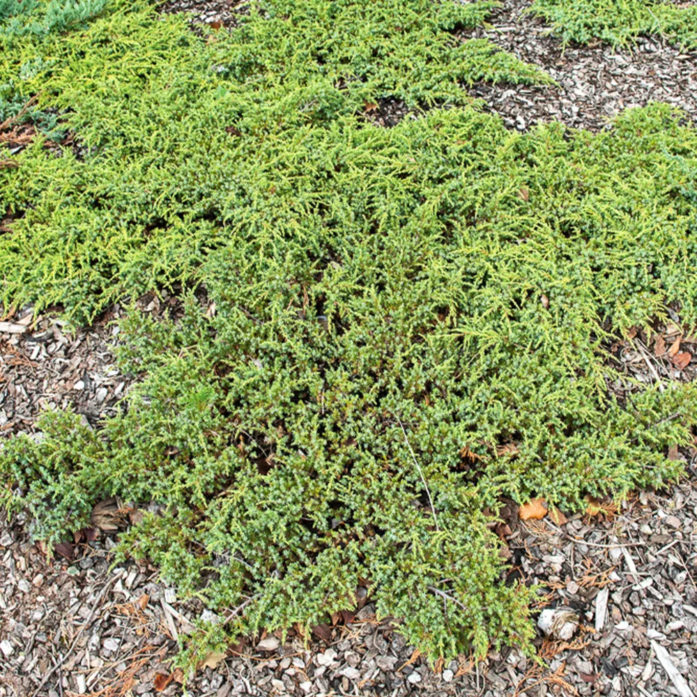 Gewone jeneverbes Green Carpet 1778059577