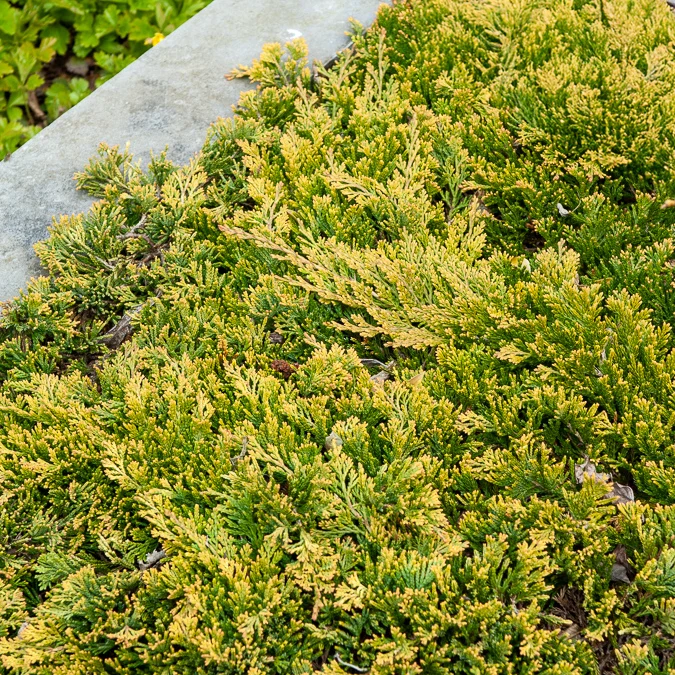 Kruipjeneverbes Golden Carpet 1778139093