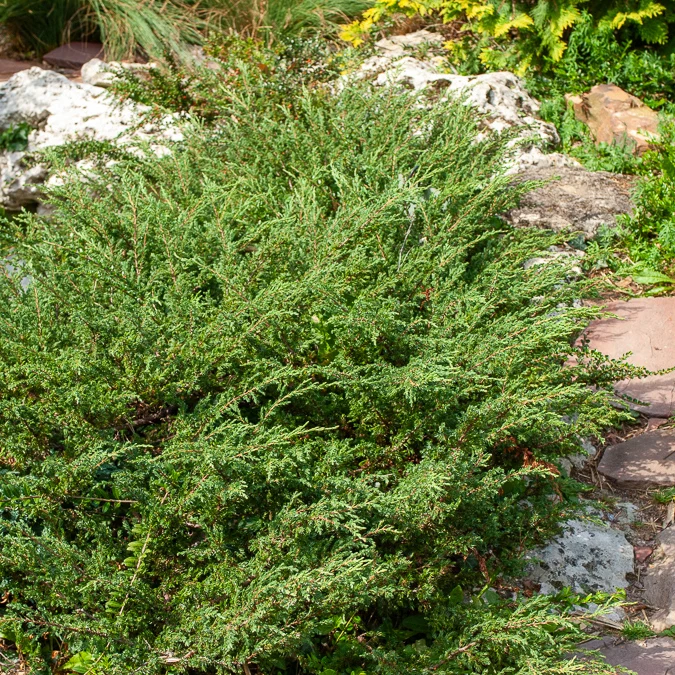 Kruipjeneverbes Wiltonii 1778139093