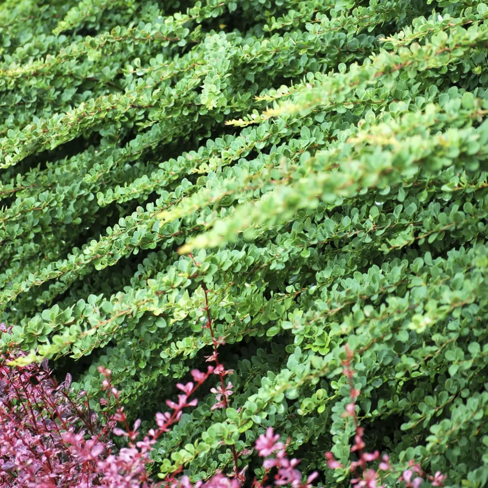 Berberis Green Carpet 1778143876