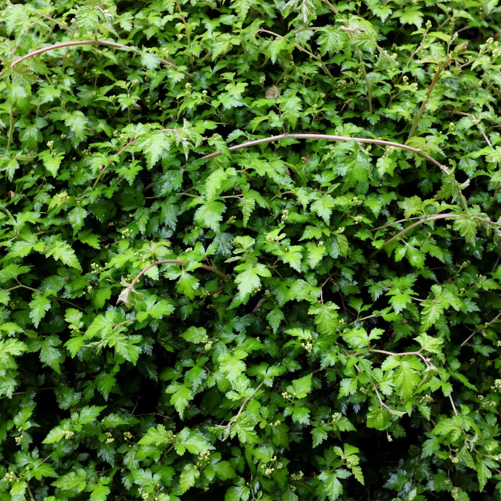 Stephanandra incisa Crispa 1778143876