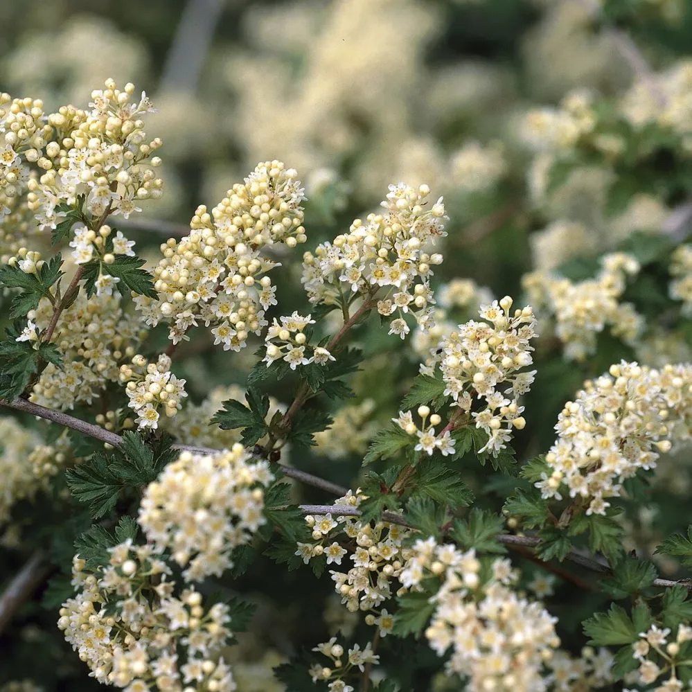 Stephanandra incisa Crispa 1778143876