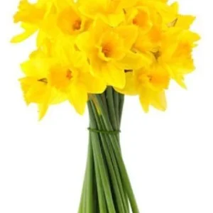 Bos narcissen BySpek