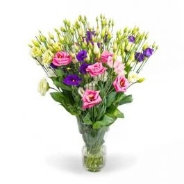 bosje eustoma's BySpek