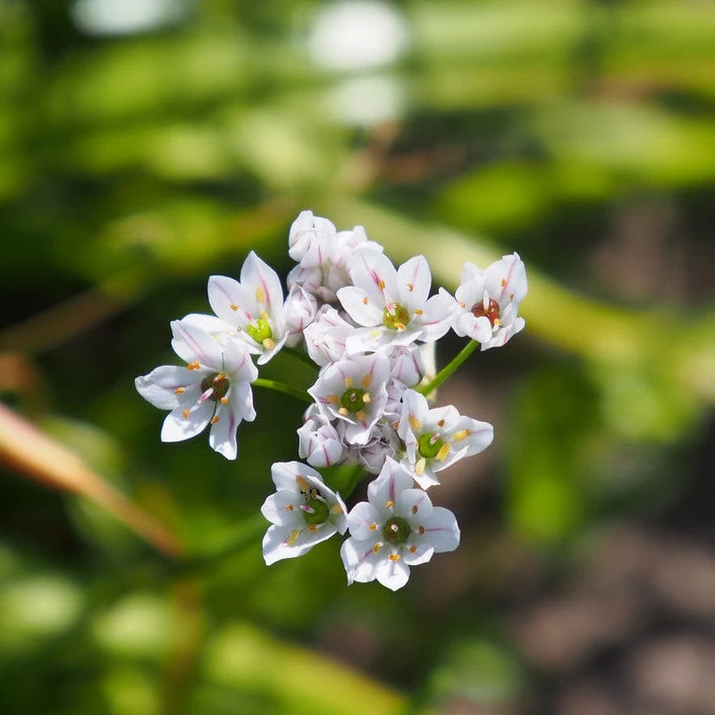 Allium Cowanni Sprinklr planten