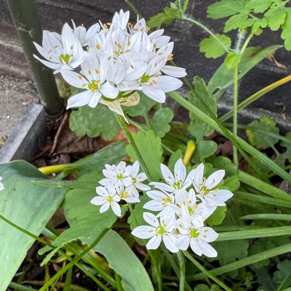 Allium Cowanni Sprinklr planten