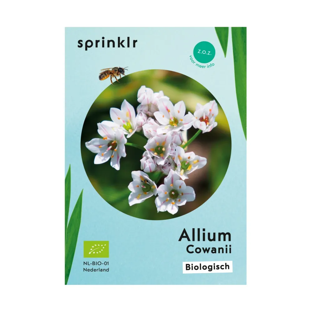 Allium Cowanni Sprinklr planten