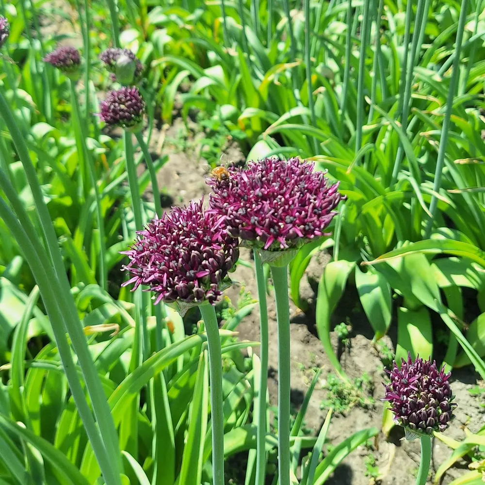 Allium Magic Sprinklr planten
