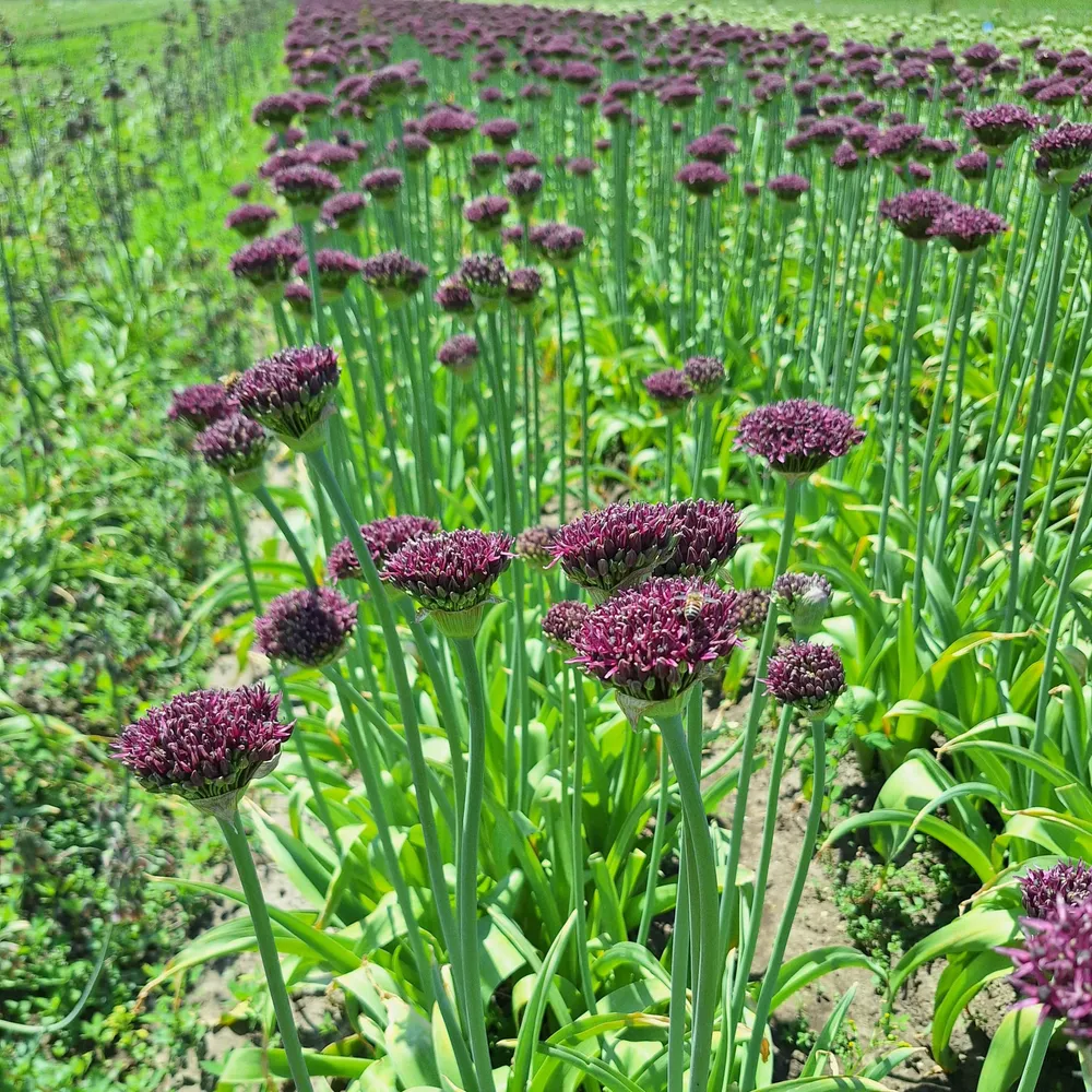 Allium Magic Sprinklr planten