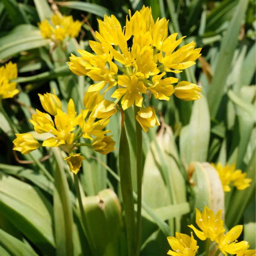 Allium Moly Jeannine Sprinklr planten