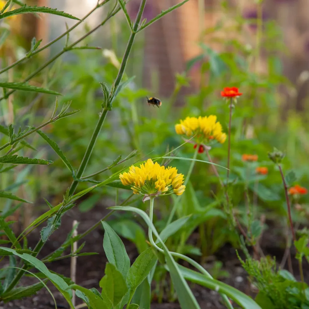 Allium Moly Jeannine Sprinklr planten