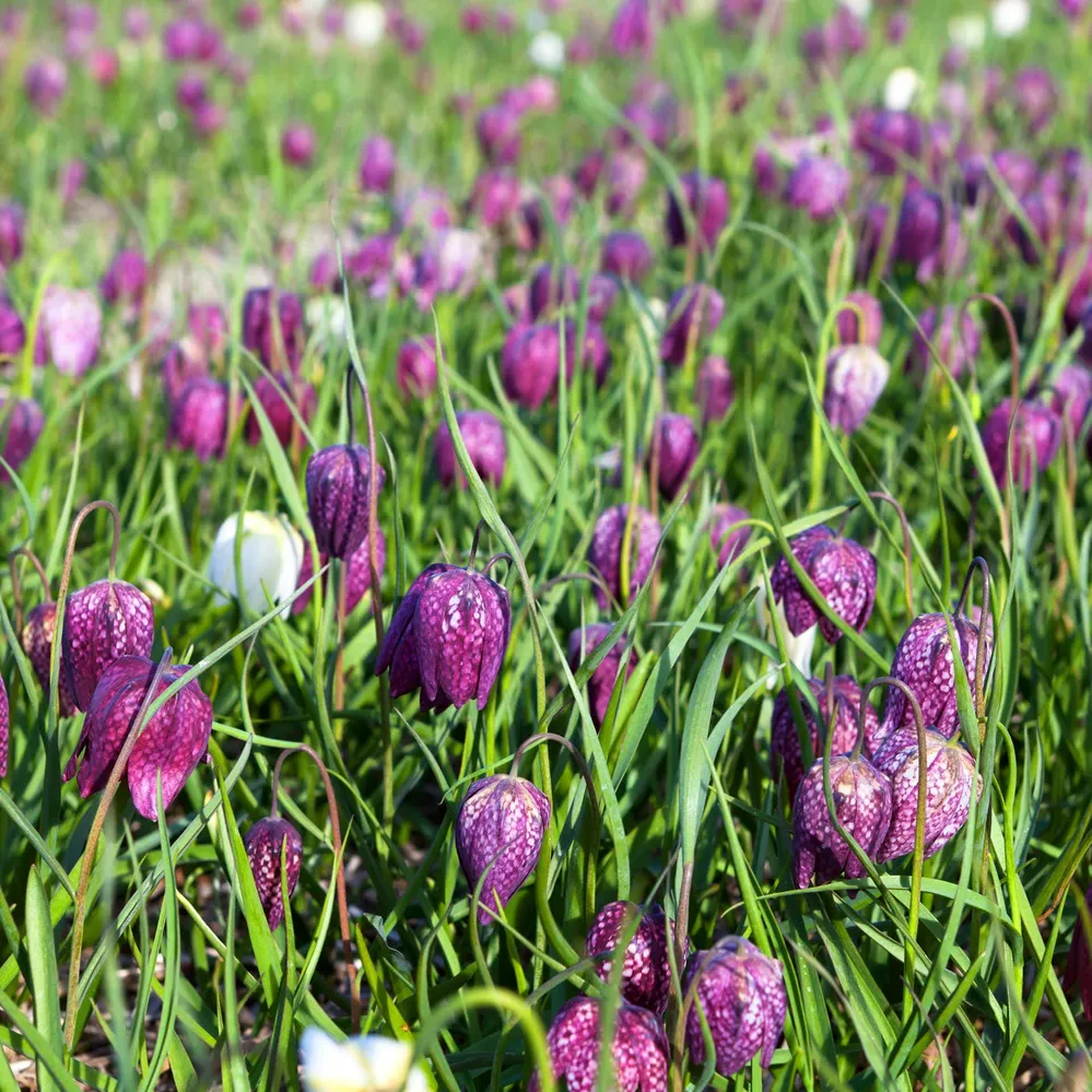 Kievitsbloem Sprinklr planten