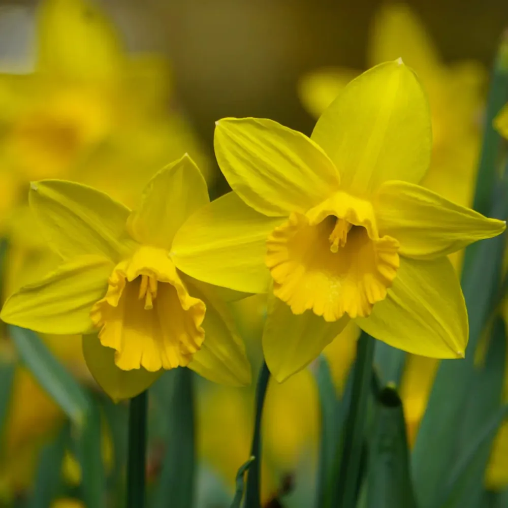 Narcis Carlton Sprinklr planten