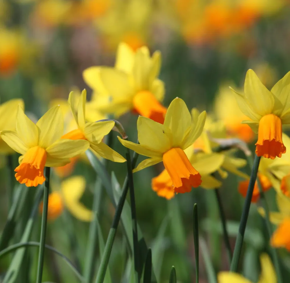 Narcis Jetfire Sprinklr planten