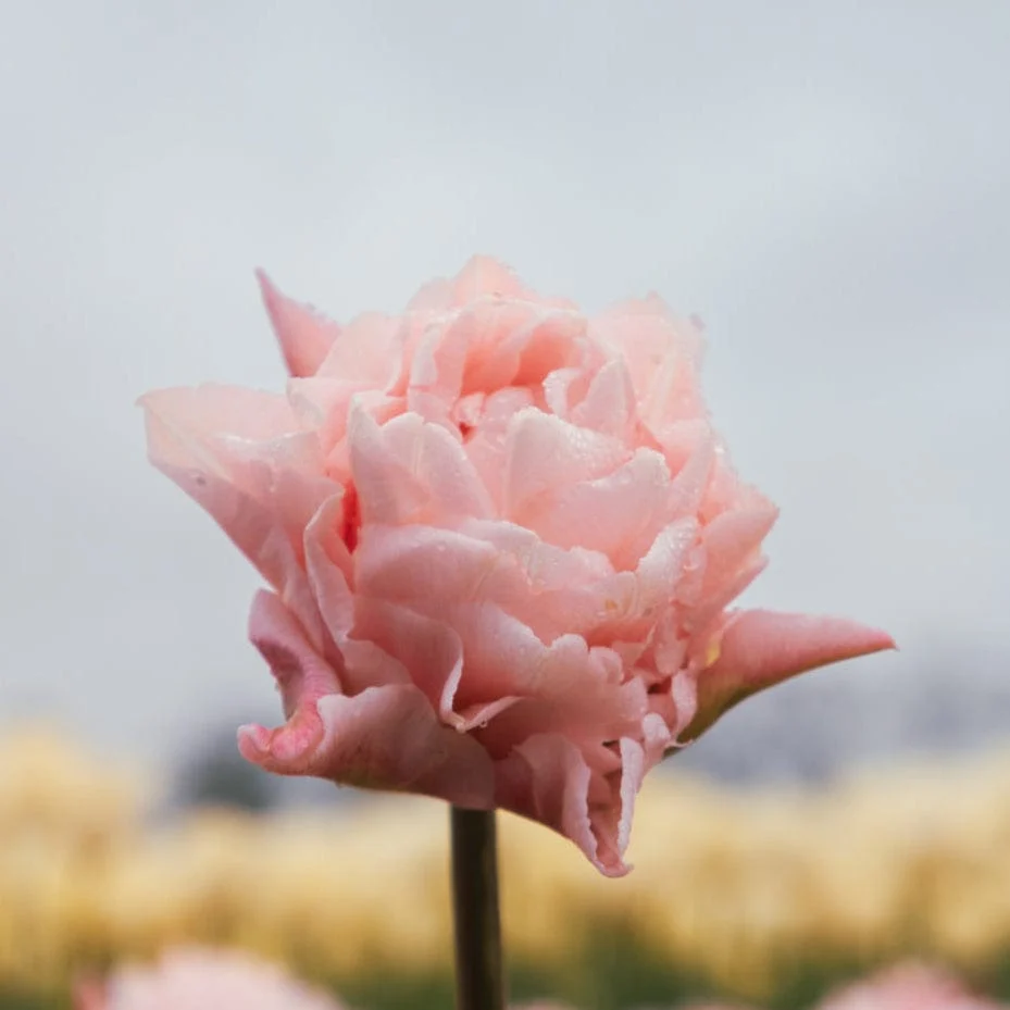 Pioentulp Dreamer Sprinklr planten