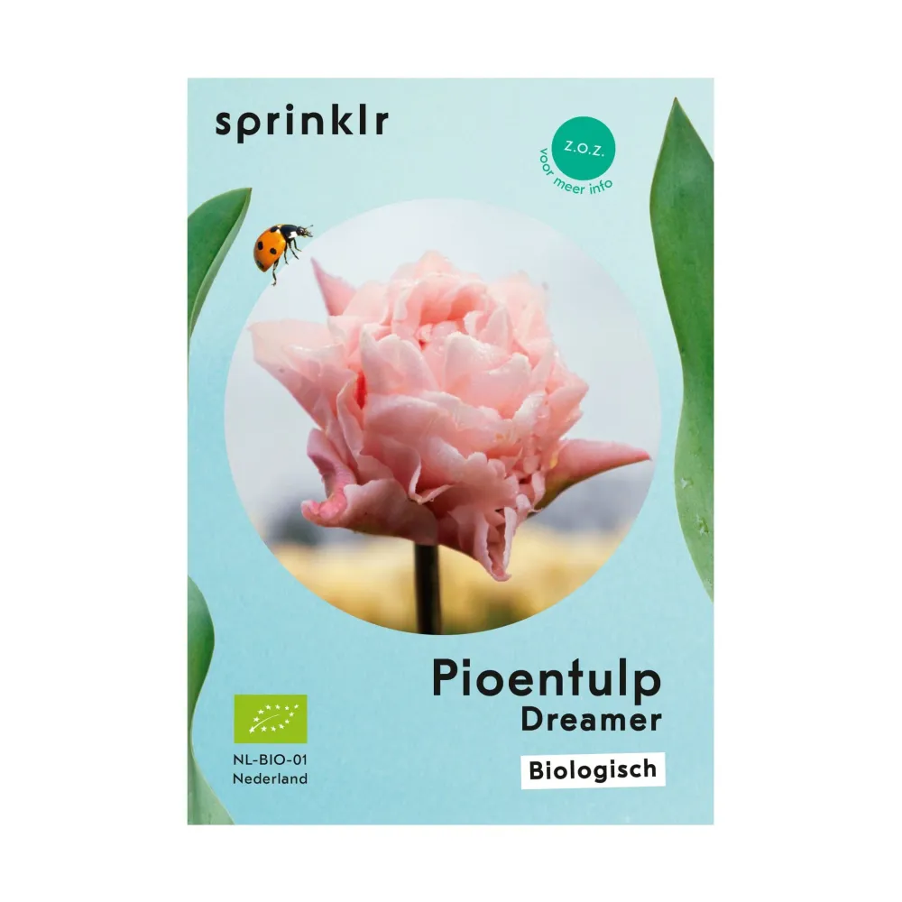 Pioentulp Dreamer Sprinklr planten