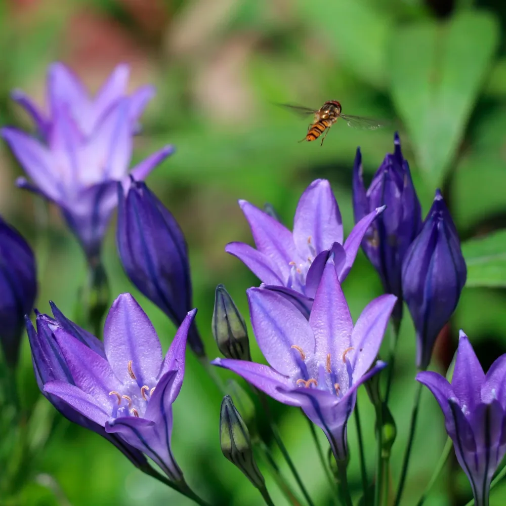 Triteleia Corrina Sprinklr planten