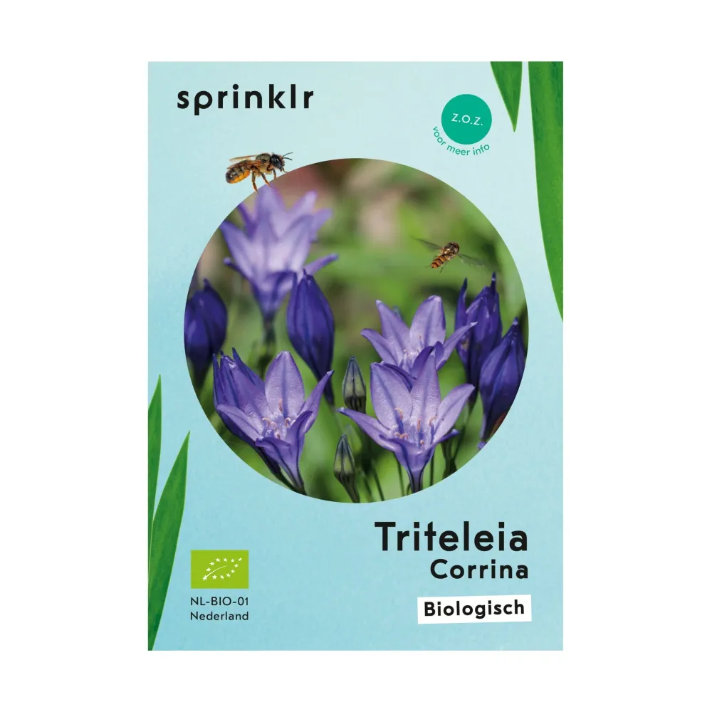 Triteleia Corrina Sprinklr planten