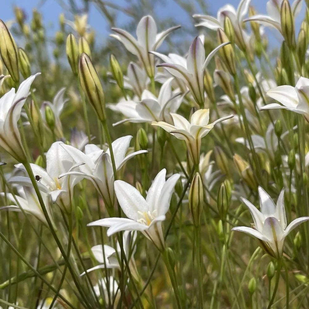 Triteleia Silver Queen Sprinklr planten