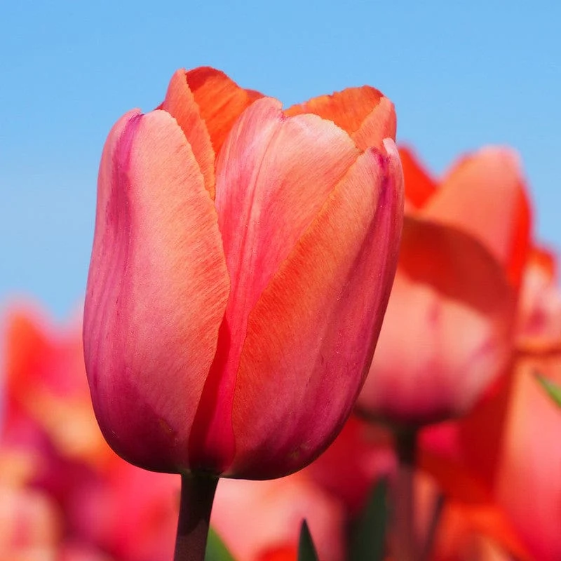 Tulp Apricot Impression Sprinklr planten